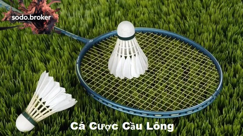 Giới thiệu về về cá cược cầu lông sodo
